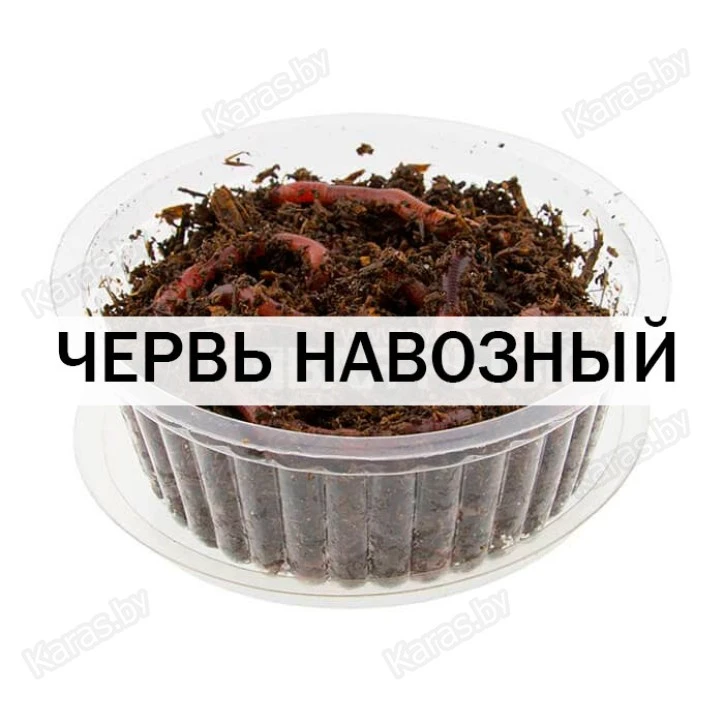 Червь навозный (1 банка)