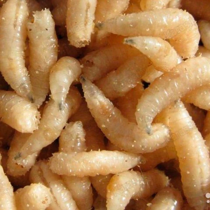 Опарыш белый (1 банка/10 гр)