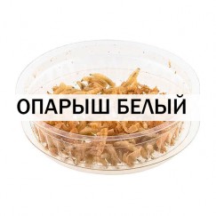 Опарыш белый (1 банка/10 гр)