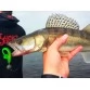 Виброхвосты Lucky John MINNOW 2.2"