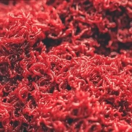 Мотыль мелкий РБ / кормовой (100 гр)