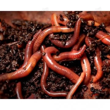 Червь навозный (1 банка)