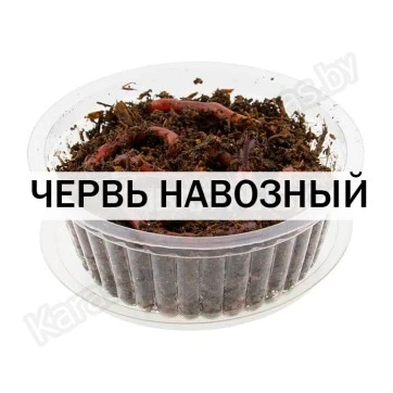Червь навозный (1 банка)