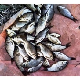 Живец Карась (самовывоз)