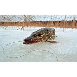 Жерлица зимняя Akara оснащенная (диаметр 16х21 см)